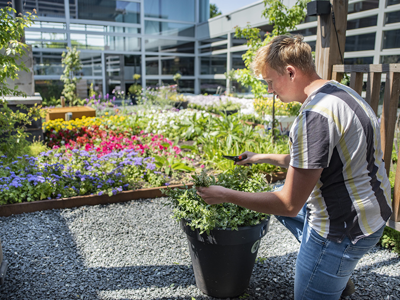 Student Aeres MBO Emmeloord snoeit struik in tuin